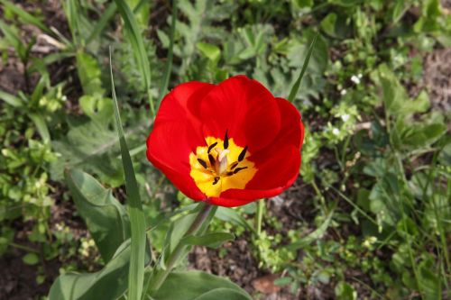 red flower tulip garden flower
