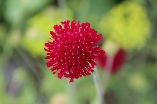 red flower red blossom