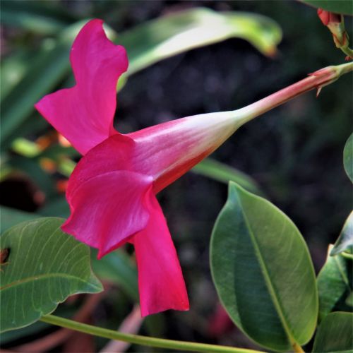 red flower green vine colorful