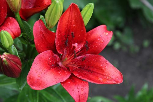 red flower lily garden flower