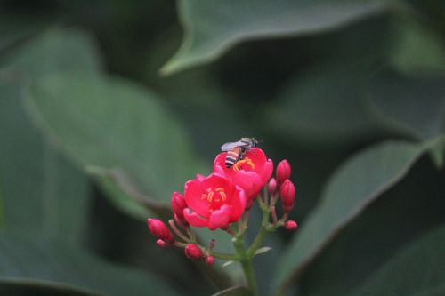 red flower honey bee pollination