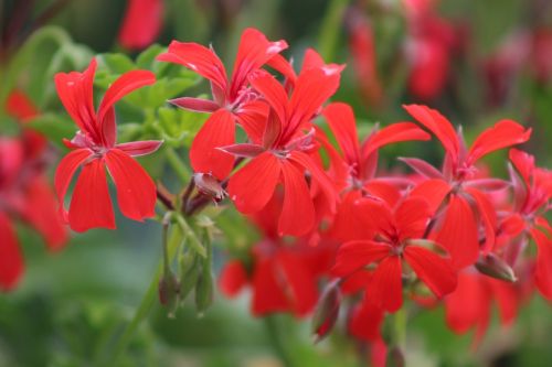 red flower red petals blooming