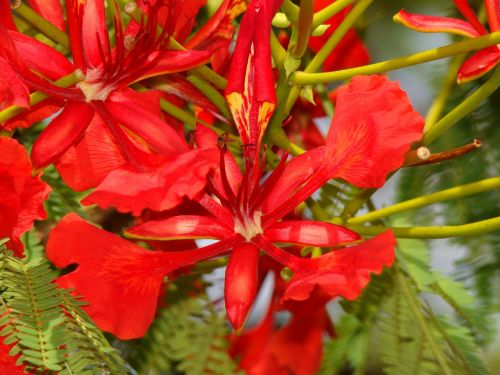 red flower red garden