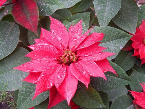 red flower rain petals wet