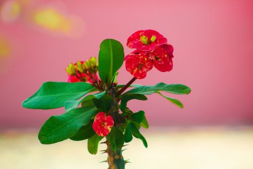 red flower green leaf beautiful flower