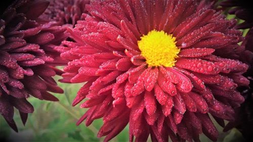 red flower sunflower dew drops