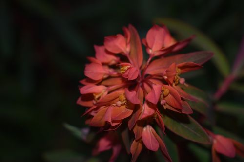 red flower dark background crimson