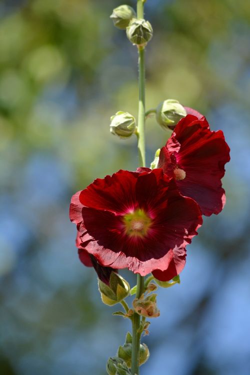 red flower plant blossom