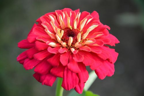 red flower red petals nature