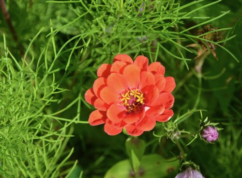 red flower nature garden