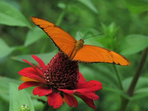 red flower orange butterfly tropical garden