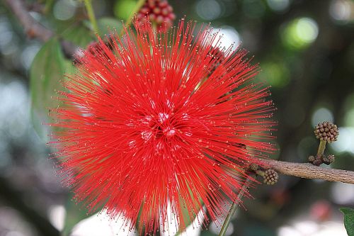 red flower exotic plant