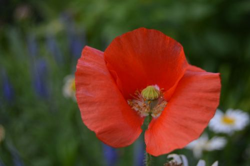 red flower flower nature