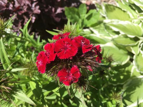 red flower garden red