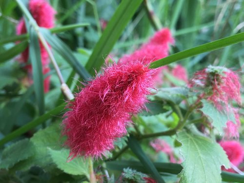 red flower  hairy  plants