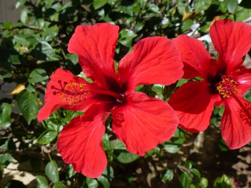 red flower  nature  hibiscus