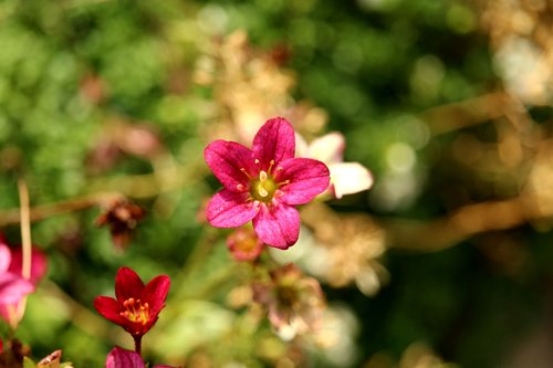 red flower  plant  garden