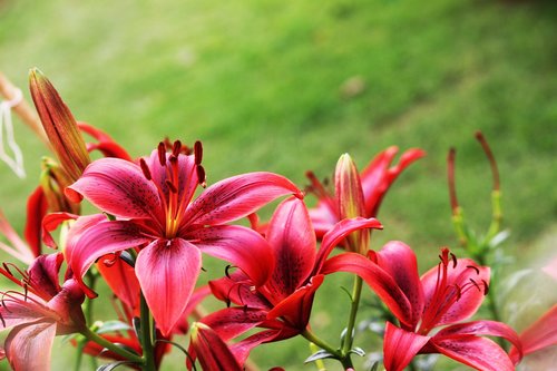 red flower  nature  beautiful
