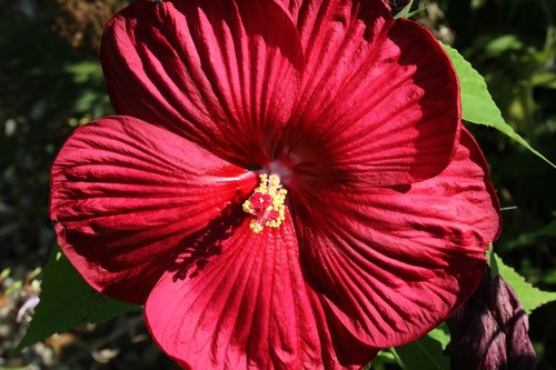 red flower  hibiscus  tropical plant