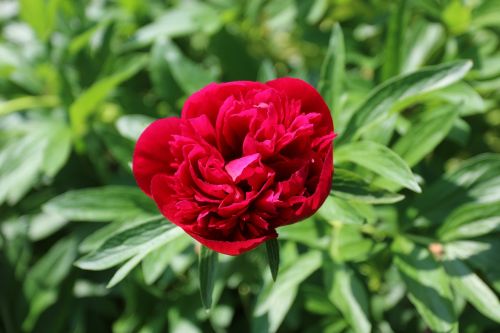 red flower flower summer