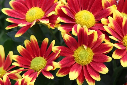 red flower  yellow  chrysanthemums