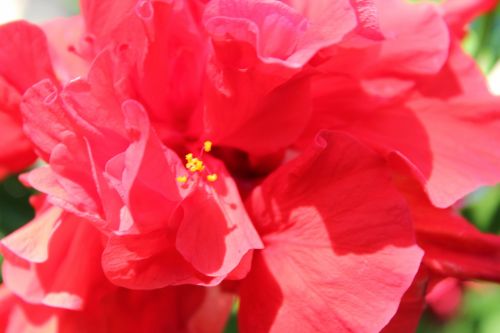 Red Flower 4