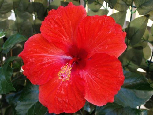 red flower hibiscus colorful