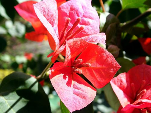 red flower flower flowers