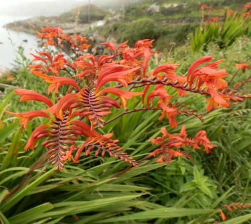 red flower nature flowers