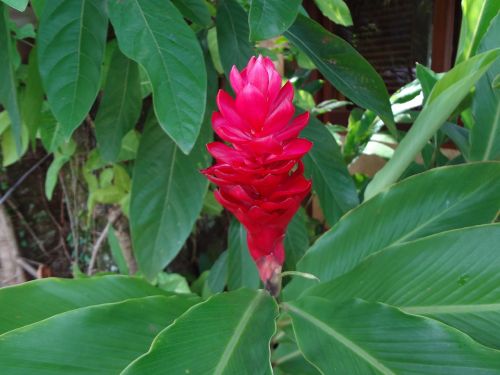 red flower tropical flower alpínia