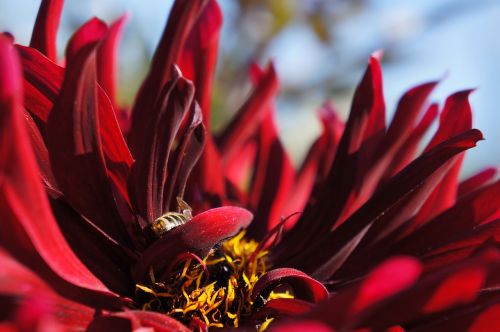 red flower bee insect