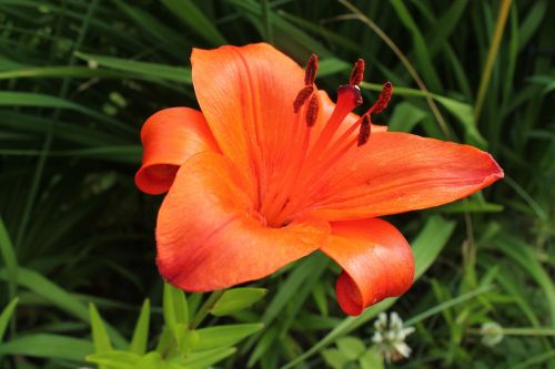 red flower flower petal