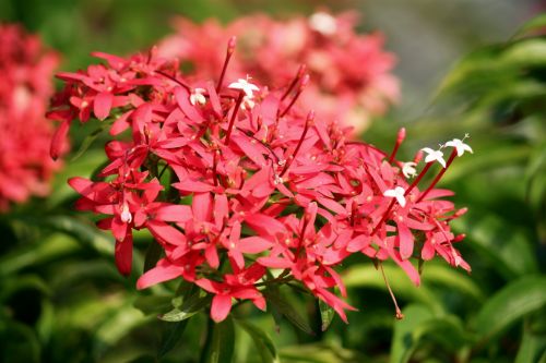 Red Flower Blossom