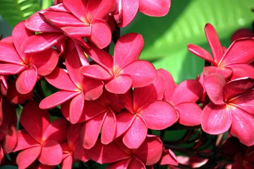 Red Flower Blossom