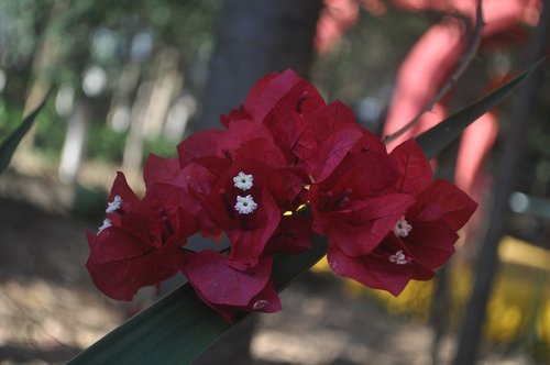 red flower drop-down  red flower  the flower in the foreground