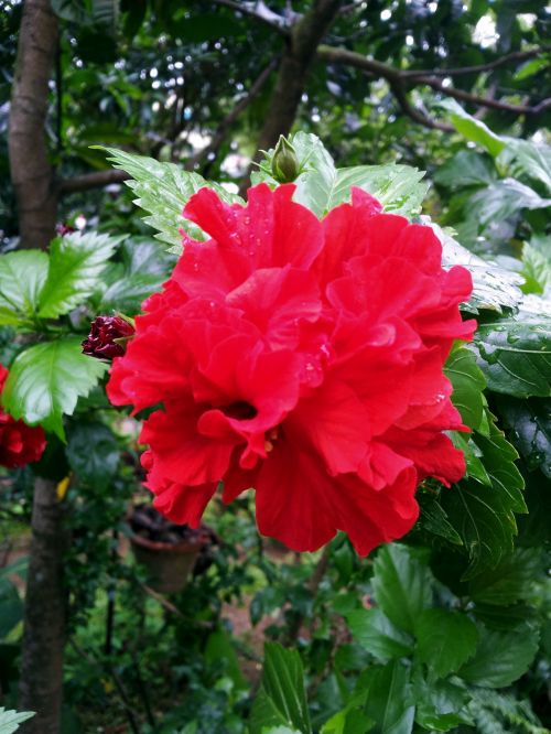 Red Flower In Blossom