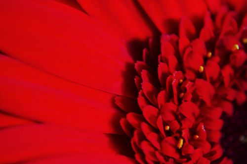 Red Flower - Macro