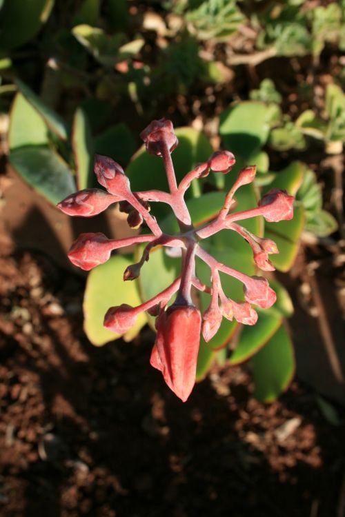 Red Flower Of Plakkie Succulent