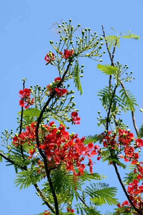 Red Flower On The Tree