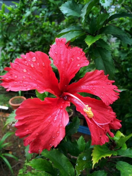 Red Flower Petal