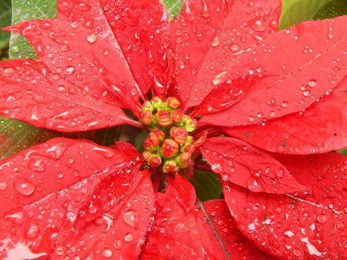 red flower wet rain drops
