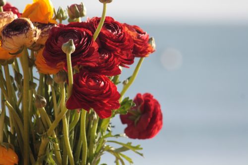 red flowers bouquet summer flowers