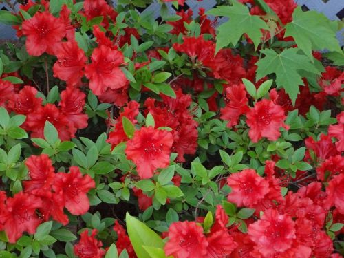 red flowers flower red flower