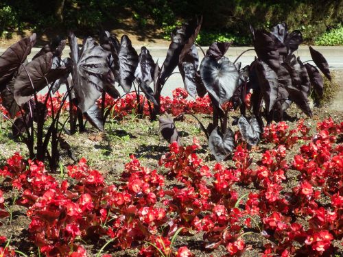 Red Flowers