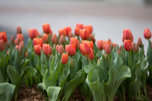 Red Flowers