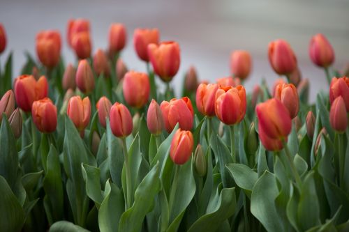 Red Flowers