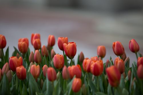 Red Flowers