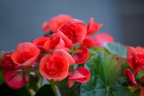 Red Flowers