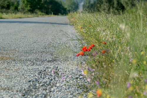 road flowers herbs