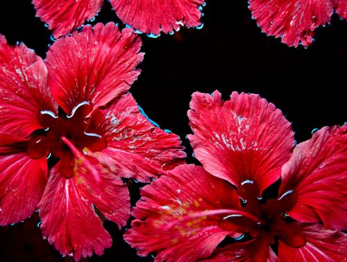 red flowers floating water